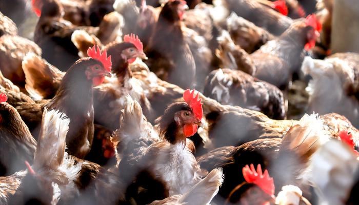 Kuş gribi alarmı: 1 kişi hastaneye kaldırıldı ‘ilk ciddi vaka’