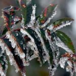 Üreticilere 22,9 milyar lira tarımsal don yardımı!