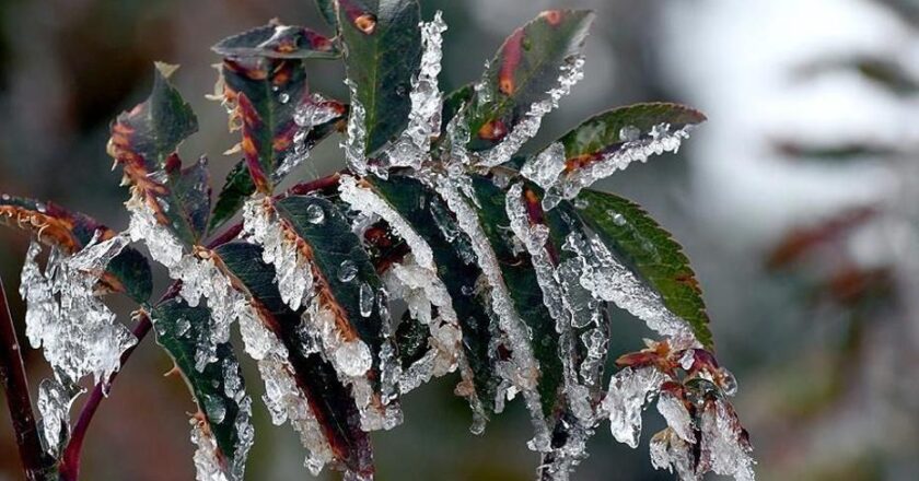 Üreticilere 22,9 milyar lira tarımsal don yardımı!